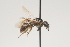  ( - OSAC_0001252024)  @11 [ ] CreativeCommons  Attribution (by) (2021) Pollinator Health Lab Oregon State University