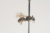  ( - OSAC_0001252014)  @11 [ ] CreativeCommons  Attribution (by) (2021) Pollinator Health Lab Oregon State University