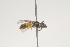  ( - OSAC_0001252017)  @11 [ ] CreativeCommons  Attribution (by) (2021) Pollinator Health Lab Oregon State University