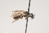  ( - OSAC_0001252021)  @11 [ ] CreativeCommons  Attribution (by) (2021) Pollinator Health Lab Oregon State University