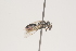  ( - OSAC_0001252036)  @11 [ ] CreativeCommons  Attribution (by) (2021) Pollinator Health Lab Oregon State University