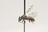  ( - OSAC_0001252033)  @11 [ ] CreativeCommons  Attribution (by) (2021) Pollinator Health Lab Oregon State University