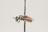  ( - OSAC_0001252063)  @11 [ ] CreativeCommons  Attribution (by) (2021) Pollinator Health Lab Oregon State University