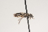 ( - OSAC_0001252079)  @11 [ ] CreativeCommons  Attribution (by) (2021) Pollinator Health Lab Oregon State University
