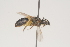  ( - OSAC_0001252094)  @11 [ ] CreativeCommons  Attribution (by) (2021) Pollinator Health Lab Oregon State University