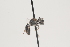  ( - OSAC_0001252096)  @11 [ ] CreativeCommons  Attribution (by) (2021) Pollinator Health Lab Oregon State University