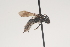  ( - OSAC_0001252098)  @11 [ ] CreativeCommons  Attribution (by) (2021) Pollinator Health Lab Oregon State University