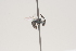  ( - OSAC_0001252101)  @11 [ ] CreativeCommons  Attribution (by) (2021) Pollinator Health Lab Oregon State University
