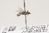  ( - OSAC_0001252103)  @11 [ ] CreativeCommons  Attribution (by) (2021) Pollinator Health Lab Oregon State University
