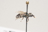  ( - OSAC_0001252117)  @11 [ ] CreativeCommons  Attribution (by) (2021) Pollinator Health Lab Oregon State University