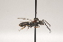  ( - OSAC_0001252139)  @11 [ ] CreativeCommons  Attribution (by) (2021) Pollinator Health Lab Oregon State University