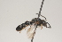  ( - OSAC_0001252147)  @11 [ ] CreativeCommons  Attribution (by) (2021) Pollinator Health Lab Oregon State University