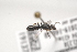  ( - OSAC_0001252148)  @11 [ ] CreativeCommons  Attribution (by) (2021) Pollinator Health Lab Oregon State University