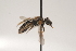  (Lasioglossum orthocarpi - OSAC_0001252159)  @11 [ ] CreativeCommons  Attribution (by) (2021) Pollinator Health Lab Oregon State University
