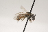  ( - OSAC_0001252179)  @11 [ ] CreativeCommons  Attribution (by) (2021) Pollinator Health Lab Oregon State University
