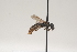  ( - OSAC_0001252190)  @11 [ ] CreativeCommons  Attribution (by) (2021) Pollinator Health Lab Oregon State University