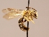  ( - OSAC_0001252404)  @11 [ ] CreativeCommons  Attribution (by) (2022) Pollinator Health Lab Oregon State University