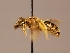  ( - OSAC_0001252440)  @11 [ ] CreativeCommons  Attribution (by) (2022) Pollinator Health Lab Oregon State University