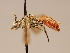  ( - OSAC_0001252450)  @11 [ ] CreativeCommons  Attribution (by) (2022) Pollinator Health Lab Oregon State University
