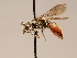  ( - OSAC_0001252452)  @11 [ ] CreativeCommons  Attribution (by) (2022) Pollinator Health Lab Oregon State University