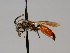  ( - OSAC_0001252463)  @11 [ ] CreativeCommons  Attribution (by) (2022) Pollinator Health Lab Oregon State University