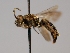 ( - OSAC_0001252464)  @11 [ ] CreativeCommons  Attribution (by) (2022) Pollinator Health Lab Oregon State University
