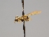  ( - OSAC_0001252492)  @11 [ ] CreativeCommons  Attribution (by) (2022) Pollinator Health Lab Oregon State University