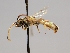  ( - OSAC_0001252531)  @11 [ ] CreativeCommons  Attribution (by) (2022) Pollinator Health Lab Oregon State University