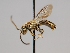  ( - OSAC_0001252532)  @11 [ ] CreativeCommons  Attribution (by) (2022) Pollinator Health Lab Oregon State University