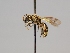  ( - OSAC_0001252524)  @11 [ ] CreativeCommons  Attribution (by) (2022) Pollinator Health Lab Oregon State University