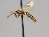  ( - OSAC_0001252539)  @11 [ ] CreativeCommons  Attribution (by) (2022) Pollinator Health Lab Oregon State University