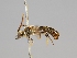  ( - OSAC_0001252547)  @11 [ ] CreativeCommons  Attribution (by) (2022) Pollinator Health Lab Oregon State University