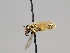  ( - OSAC_0001252560)  @11 [ ] CreativeCommons  Attribution (by) (2022) Pollinator Health Lab Oregon State University