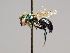  ( - OSAC_0001252573)  @11 [ ] CreativeCommons  Attribution (by) (2022) Pollinator Health Lab Oregon State University