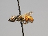 (Ashmeadiella timberlakei - OSAC_0001252583)  @11 [ ] CreativeCommons  Attribution (by) (2022) Pollinator Health Lab Oregon State University