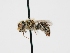  ( - OSAC_0001277819)  @11 [ ] CreativeCommons  Attribution (by) (2022) Pollinator Health Lab Oregon State University