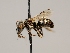  ( - OSAC_0001277851)  @11 [ ] CreativeCommons  Attribution (by) (2022) Pollinator Health Lab Oregon State University