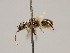  (Atoposmia oregona - OSAC_0001224177)  @11 [ ] CreativeCommons  Attribution (by) (2022) Pollinator Health Lab Oregon State University