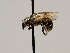  ( - OSAC_0001277852)  @11 [ ] CreativeCommons  Attribution (by) (2022) Pollinator Health Lab Oregon State University