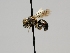  (Atoposmia elongata - OSAC_0001277863)  @11 [ ] CreativeCommons  Attribution (by) (2022) Pollinator Health Lab Oregon State University