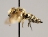  (Coelioxys serricaudatus - OSAC_0001277870)  @11 [ ] CreativeCommons  Attribution (by) (2022) Pollinator Health Lab Oregon State University