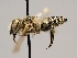  ( - OSAC_0001276070)  @11 [ ] CreativeCommons  Attribution (by) (2022) Pollinator Health Lab Oregon State University