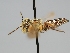  ( - OSAC_0001276060)  @11 [ ] CreativeCommons  Attribution (by) (2022) Pollinator Health Lab Oregon State University