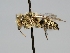  ( - OSAC_0001277887)  @11 [ ] CreativeCommons  Attribution (by) (2022) Pollinator Health Lab Oregon State University