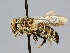  ( - OSAC_0001276061)  @11 [ ] CreativeCommons  Attribution (by) (2022) Pollinator Health Lab Oregon State University