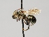  ( - OSAC_0001277970)  @11 [ ] CreativeCommons  Attribution (by) (2022) Pollinator Health Lab Oregon State University