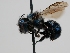  ( - OSAC_0001278049)  @11 [ ] CreativeCommons  Attribution (by) (2022) Pollinator Health Lab Oregon State University
