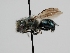  ( - OSAC_0001278053)  @11 [ ] CreativeCommons  Attribution (by) (2022) Pollinator Health Lab Oregon State University