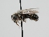  ( - OSAC_0001278069)  @11 [ ] CreativeCommons  Attribution (by) (2022) Pollinator Health Lab Oregon State University