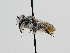  ( - OSAC_0001278078)  @11 [ ] CreativeCommons  Attribution (by) (2022) Pollinator Health Lab Oregon State University